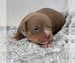 Small Photo #1 American Bully Puppy For Sale in PARKLAND, WA, USA