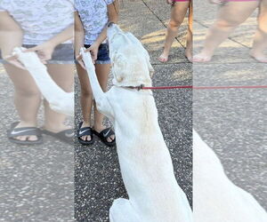 - Mix Dogs for adoption in Kankakee, IL, USA