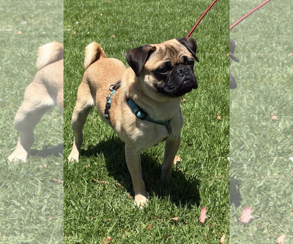 Medium Photo #3 Pug Puppy For Sale in Lake Elsinore, CA, USA