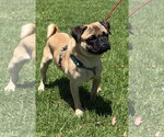 Small #2 Pug
