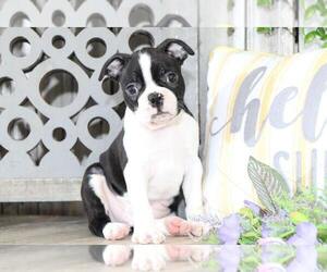Boston Terrier Puppy for sale in MOUNT VERNON, OH, USA