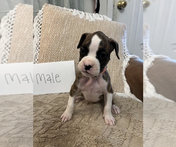 Medium Photo #5 Boxer Puppy For Sale in KILLEEN, TX, USA