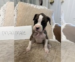 Small #4 Boxer