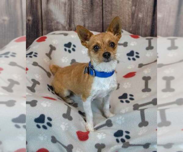 Medium Photo #4 Chihuahua-Unknown Mix Puppy For Sale in Kennesaw, GA, USA