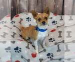 Small #3 Chihuahua Mix