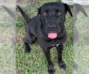 Labrador Retriever-Unknown Mix Dogs for adoption in Texas City, TX, USA