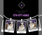 Small Photo #23 Shih Tzu Puppy For Sale in WARSAW, IN, USA