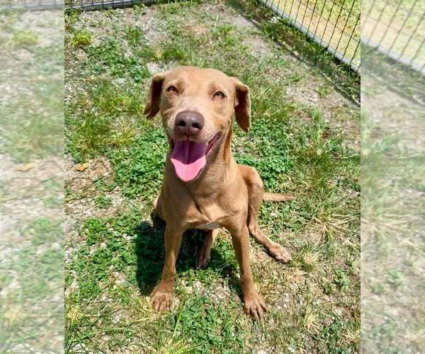 Medium Photo #3 Mutt Puppy For Sale in Abbeville, LA, USA