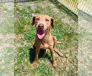 Daisy - Female Mutt Dog for Adoption - Photo #3