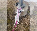 Small #14 American Bulldog-German Shepherd Dog Mix
