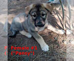 Small #4 German Shepherd Dog-Siberian Husky Mix