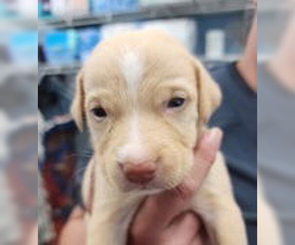 Medium Photo #2 Mutt Puppy For Sale in Evansville, IN, USA