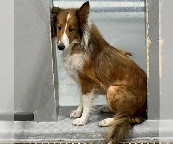 Medium Photo #2 Mutt Puppy For Sale in Dublin, OH, USA