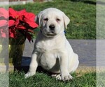 Small Photo #2 Labrador Retriever Puppy For Sale in LEOLA, PA, USA
