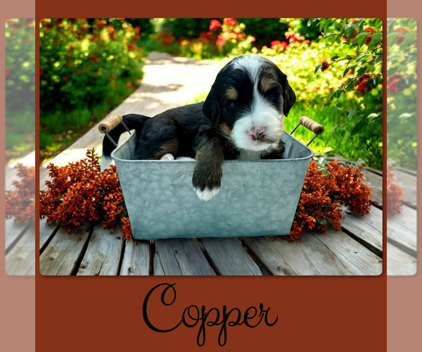 Medium Photo #5 Bernedoodle Puppy For Sale in MENIFEE, CA, USA