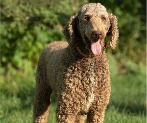 Father of the Labradoodle puppies born on 08/02/2022