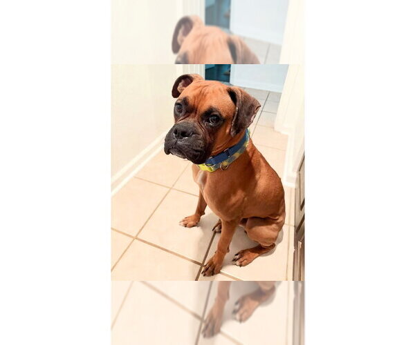 Medium Photo #2 Boxer Puppy For Sale in Austin, TX, USA