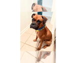 Small #1 Boxer