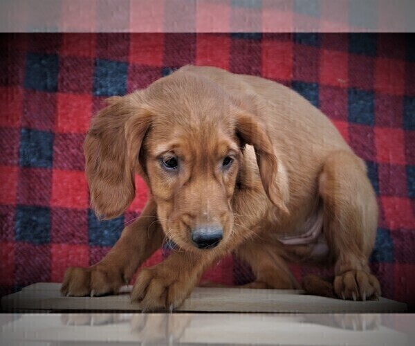 Medium Photo #3 Golden Retriever Puppy For Sale in LUBLIN, WI, USA