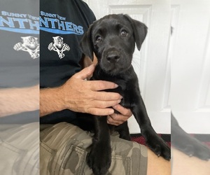 Labrador Retriever Puppy for sale in MILL SPRING, NC, USA
