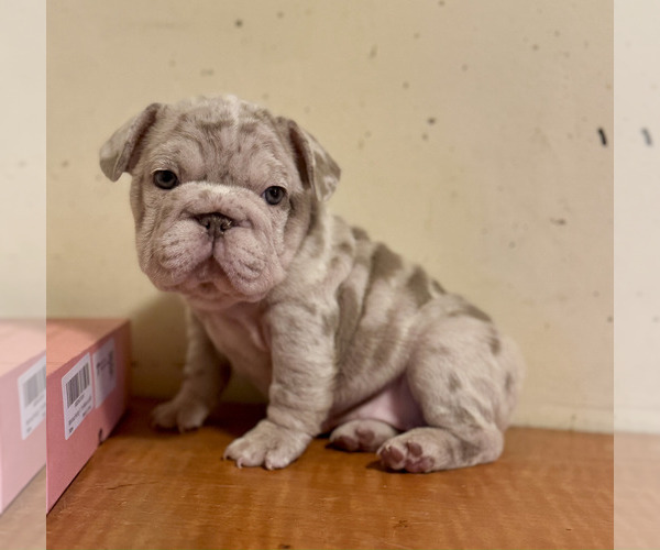 Medium Photo #11 French Bulldog Puppy For Sale in DENVER, CO, USA
