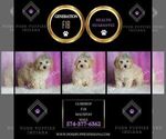 Small Photo #26 Maltipoo (Toy) Puppy For Sale in WARSAW, IN, USA