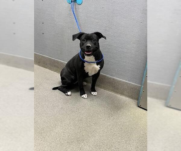 Medium Photo #1 American Pit Bull Terrier-Unknown Mix Puppy For Sale in Las Vegas, NV, USA