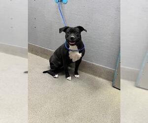 American Pit Bull Terrier-Unknown Mix Dogs for adoption in Las Vegas, NV, USA