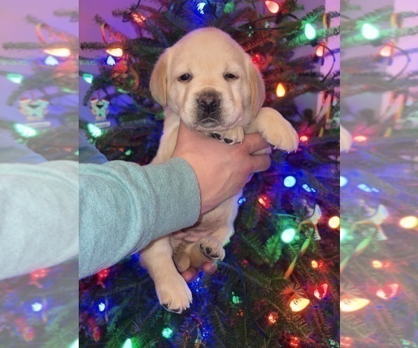 Medium Photo #6 Labrador Retriever Puppy For Sale in FAYETTEVILLE, OH, USA