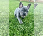 Small Photo #1 French Bulldog Puppy For Sale in MIDLOTHIAN, TX, USA