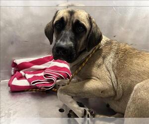 Anatolian Shepherd-Unknown Mix Dogs for adoption in Conroe, TX, USA