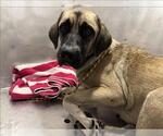 Small Anatolian Shepherd Mix