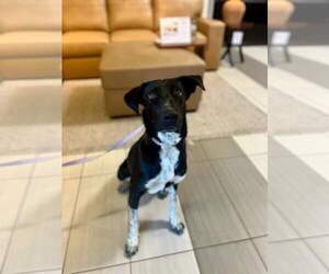 Kassidy - Female Borador Dog for Adoption - Photo #3