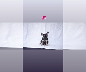 French Bulldog Puppy for sale in BAKERSFIELD, CA, USA