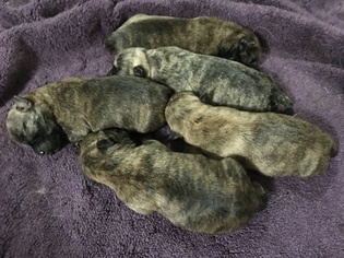 Cairn Terrier Puppy for sale in CLATSKANIE, OR, USA