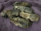 Small Photo #1 Cairn Terrier Puppy For Sale in CLATSKANIE, OR, USA