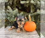 Small #4 Yorkshire Terrier