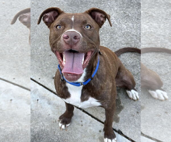 Medium Photo #18 American Pit Bull Terrier-Unknown Mix Puppy For Sale in Rockaway, NJ, USA