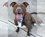 Small #17 American Pit Bull Terrier Mix