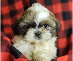 Medium Shih Tzu