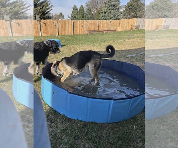 Medium Photo #15 German Shepherd Dog Puppy For Sale in Gretna, NE, USA