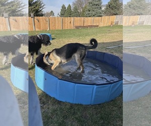 Harrison - Male German Shepherd Dog Dog for Adoption - Photo #15