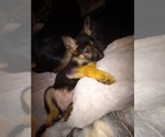 Small Photo #19 German Shepherd Dog Puppy For Sale in FRANKLIN, GA, USA