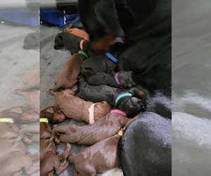 Doberman Pinscher Puppy for sale in HARTFORD CITY, IN, USA
