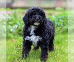 Small #4 Bernedoodle (Miniature)