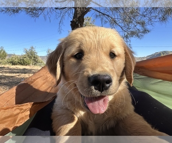 Medium Photo #1 Golden Retriever Puppy For Sale in WEST COVINA, CA, USA