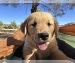 Small Photo #1 Golden Retriever Puppy For Sale in WEST COVINA, CA, USA