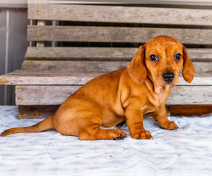 Medium Dachshund