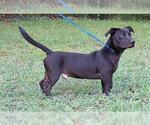Small #1 Dachshund-Labrador Retriever Mix