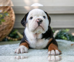 Small #2 Beabull